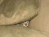 catzilla hidden