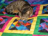 catzilla on quilt