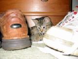 catzilla shoes