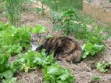 hedwig in lettuces