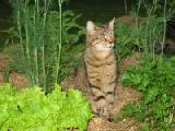 little lettuces