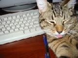 little script kitty