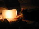 little with lamp