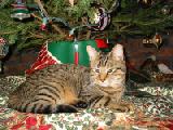 little xmas01