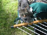 my hammock
