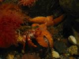 starfish and crab