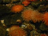 urchins and tiny crab