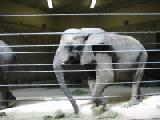 african elephant
