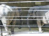 african elephants