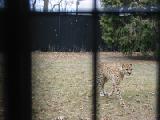 cheetah 1