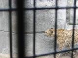 cheetah 2