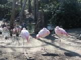 chilean flamingos 1