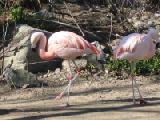 chilean flamingos 2