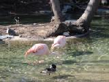 chilean flamingos 3