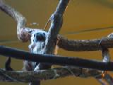 cotton-topped tamarin