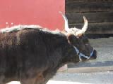 dexter cattle