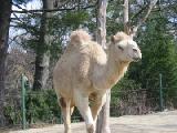dromedary camel 1