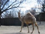 dromedary camel 2