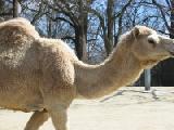dromedary camel 3