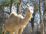 dromedary camel 4