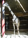 masai giraffe 1