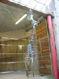 masai giraffe 2