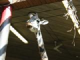 masai giraffe 3