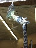 masai giraffe 4