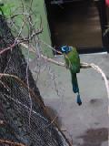 motmot 1