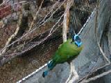 motmot 2