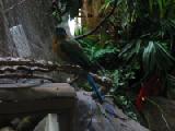 motmot 3