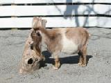 nigerian dwarf goat