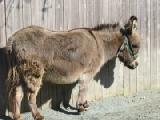 sicilian donkey