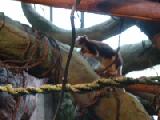 tree kangaroo 1