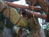 tree kangaroo 2