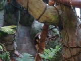tree kangaroo 3