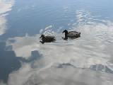 two duckies