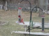 cardinal at feeder