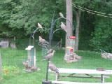 too many doves