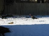 turkeys in the snow