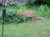 deer eating green tomatoes