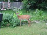 deer in garden