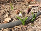 first snowdrop feb 2004