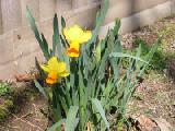 orange-y daffs