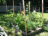 scarlet runner bean bed