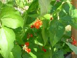scarlet runner beans in bloom