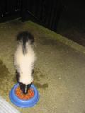 skunk eating from cat bowl