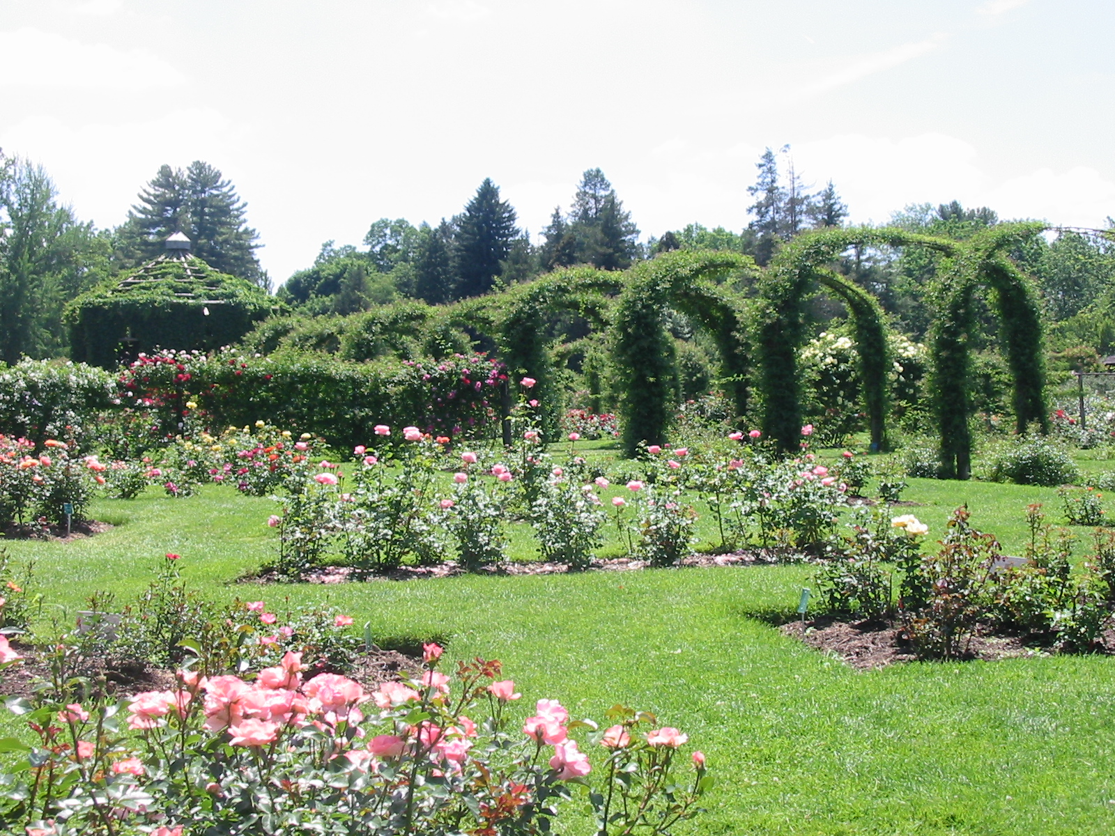 Pics Elizabeth Park Rose Garden 2007