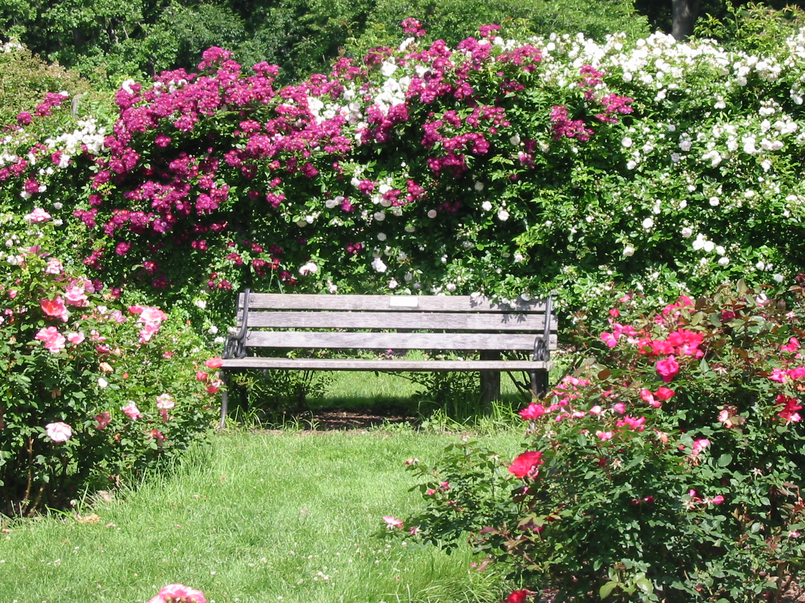 Pics Elizabeth Park Rose Garden 2007