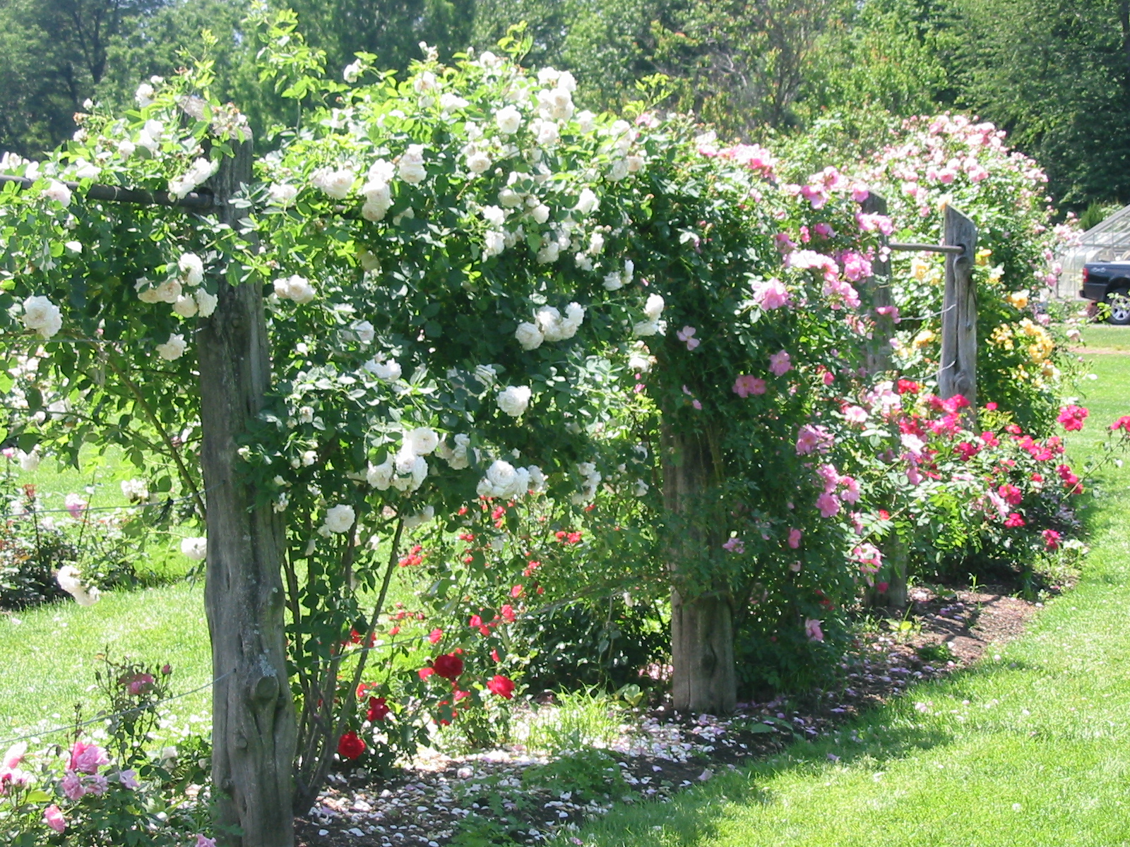 Pics Elizabeth Park Rose Garden 2007